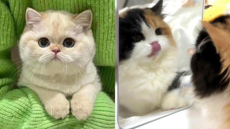 25+ Hình nền mèo cute: Cực đáng yêu tan chảy trái tim CĐM